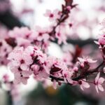 Quando e Onde Ver as Cerejeiras no Japão: Guia Completo para a Época das Sakura
