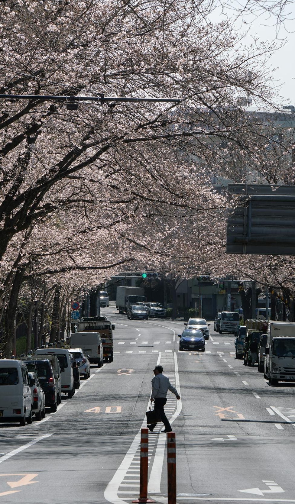 Um homem atravessando uma rua no Japão repleta de cerejeiras.