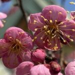 Sakura Além do roteiro: O que as cerejeiras ensinam sobre a Vida