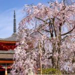 Photo by Balazs Simon: https://www.pexels.com/photo/cherry-blossom-in-front-of-kiyomizu-dera-temple-in-kyoto-japan-16226263/