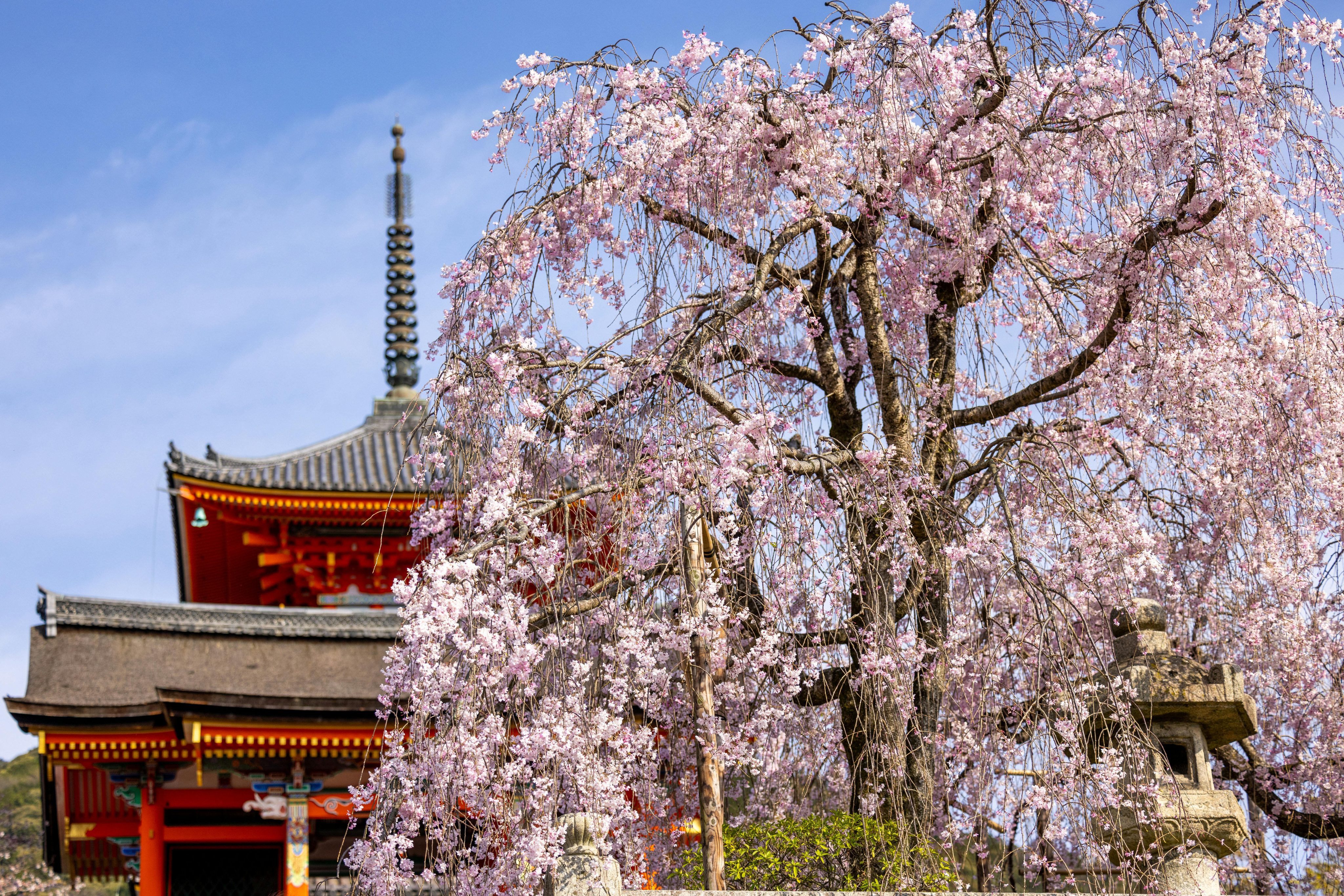 Kyoto na época das sakuras: um dia entre pétalas e surpresa
