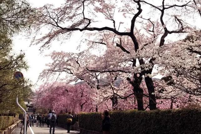 Caminho do Santuário Heian, coberto por cerejeiras com vários turistas caminhando.