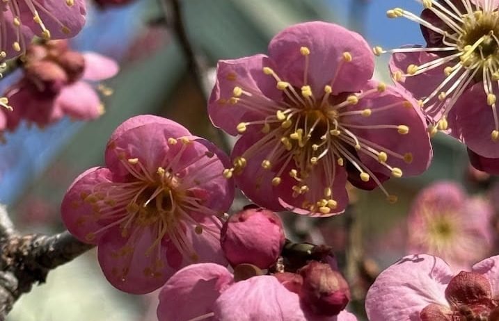Sakura Além do roteiro: O que as cerejeiras ensinam sobre a Vida